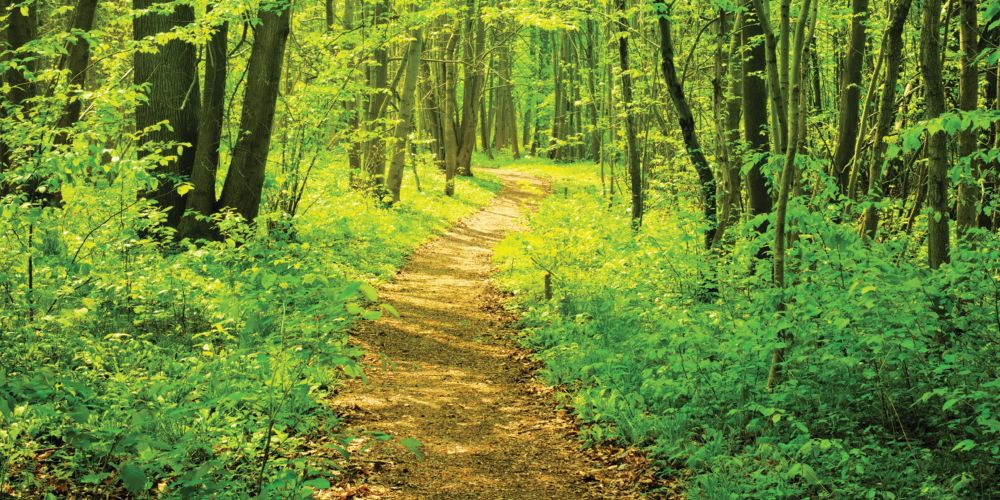 image of a forest glade with pathway winding through it